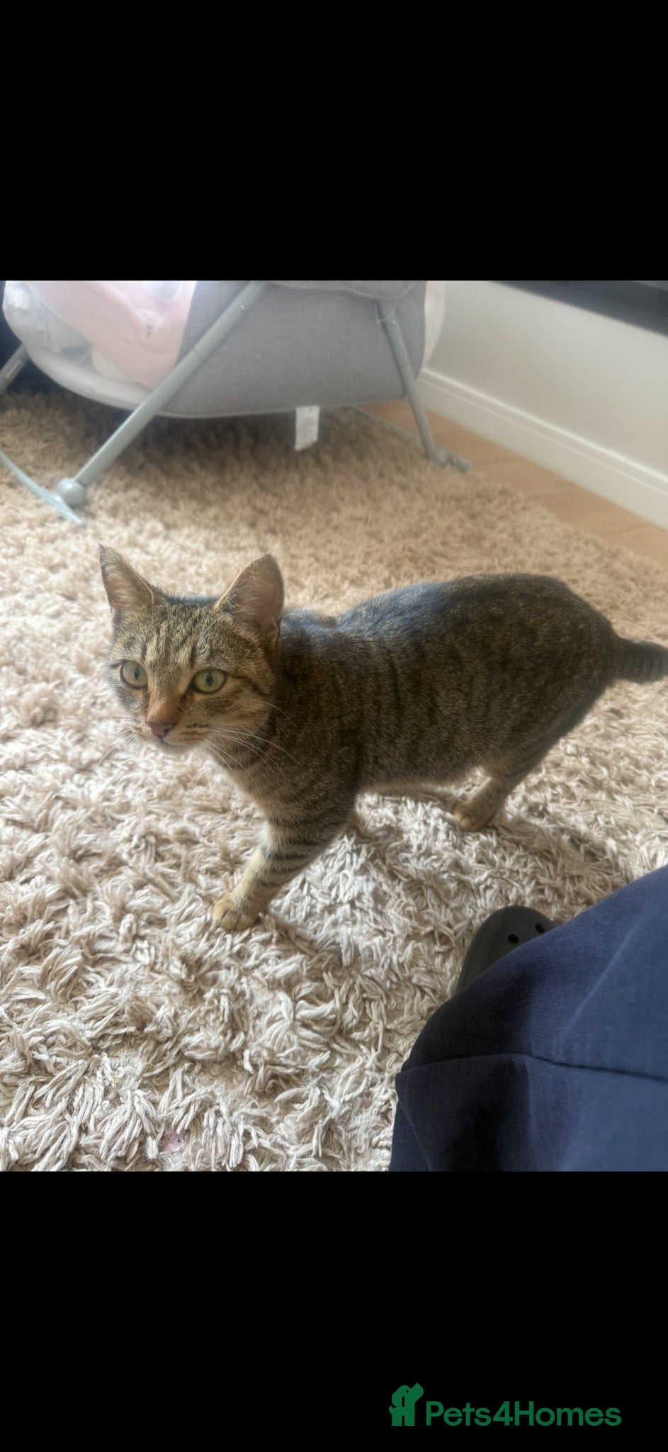 Mixed Breed cats Tabby cross main coon kittens  - Advert 1