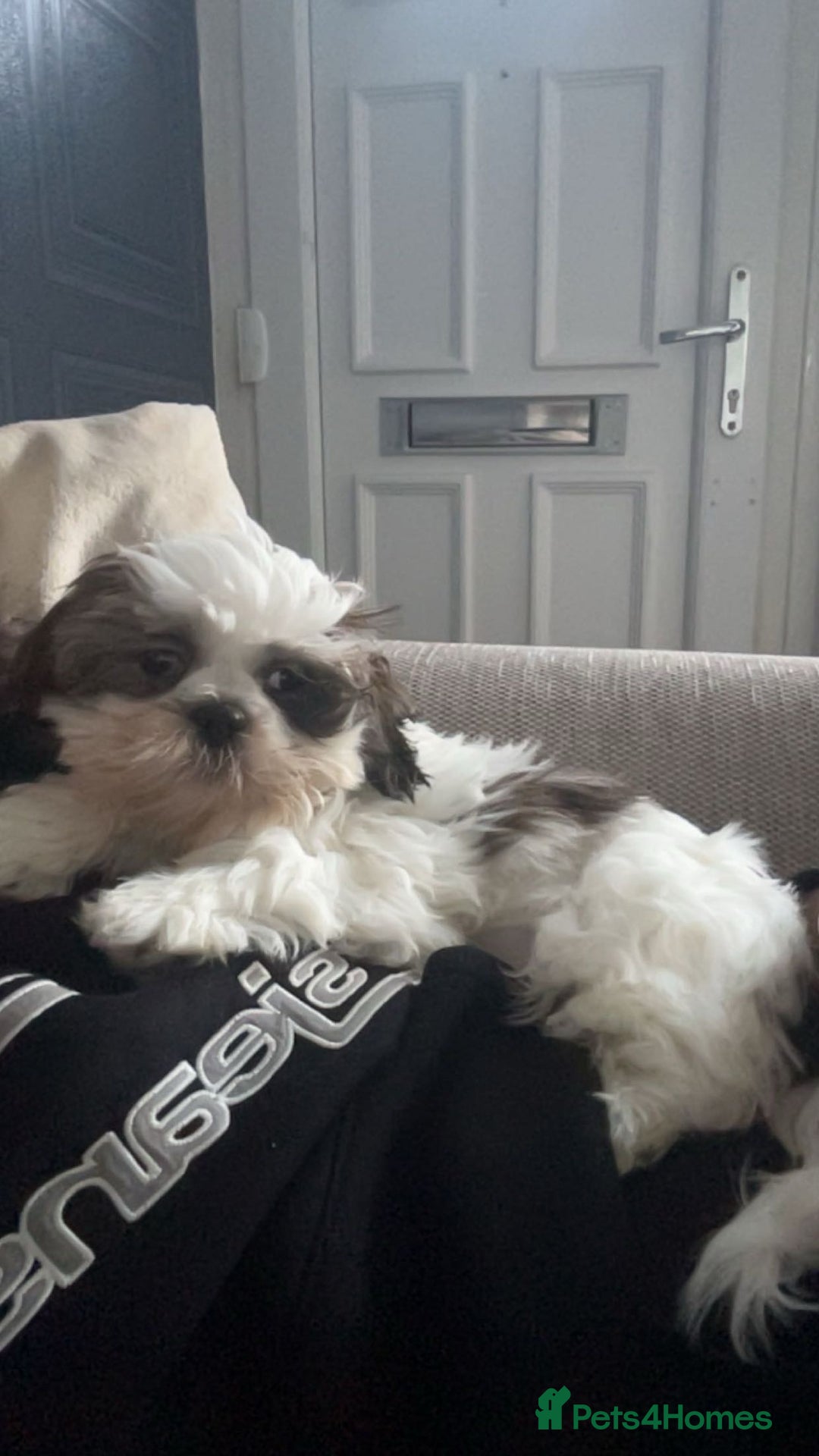 Malshi dogs for sale: Willow malshi  - Advert 2