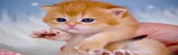 British Shorthair cats for sale: Show Quality British Shorthair Kittens - Advert 15