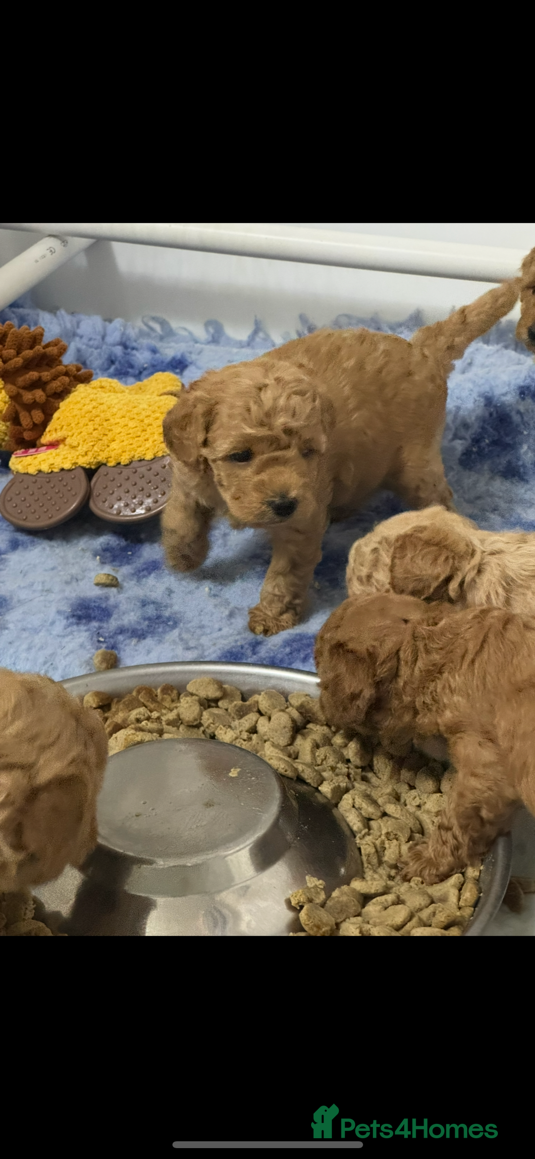 Toy Poodle dogs for sale: Stunning toy poodles  - Image 15