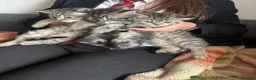 Persian cats for sale: Beautiful Persian X kittens for sale  - Advert 21
