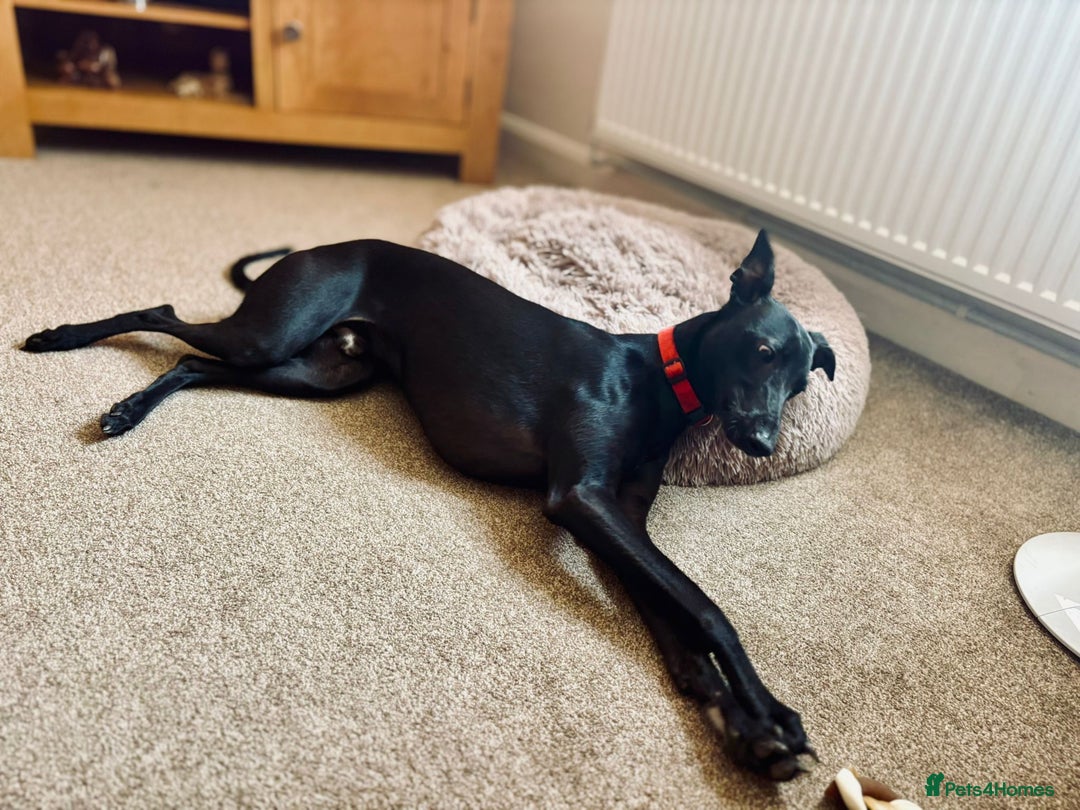 Whippet dogs for sale: 15 month old male whippet - Image 5