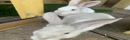 Continental Giant rabbits for sale: Continental giant cross with mini lop - Advert 5