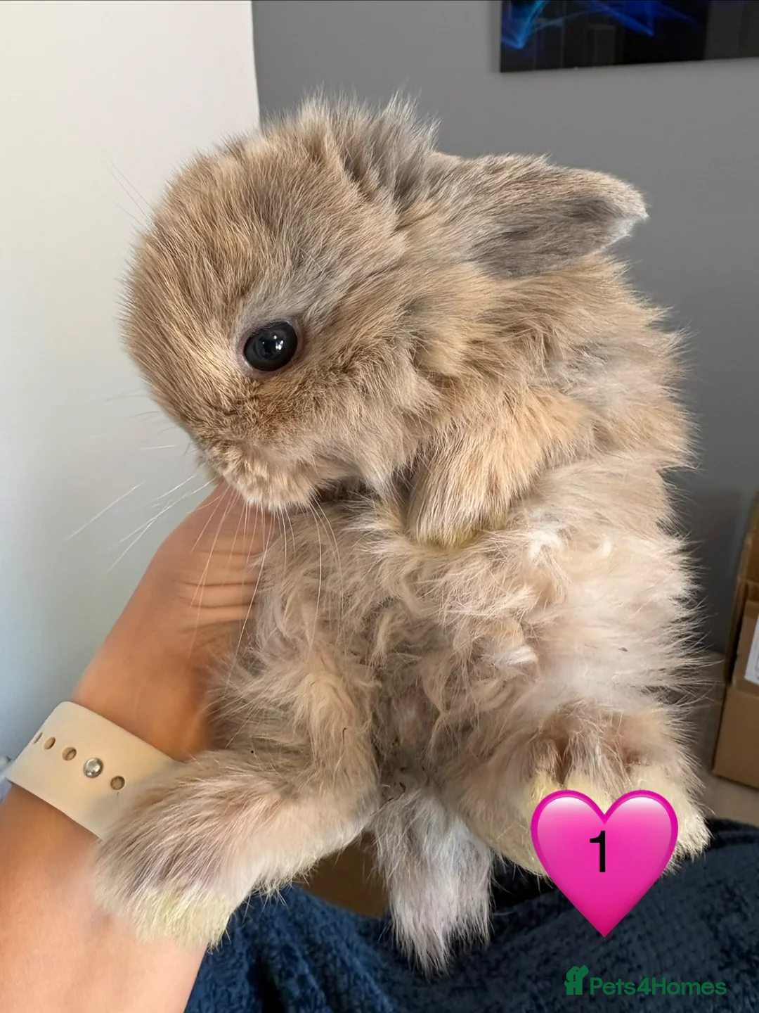 Mini Lop rabbits for sale: Pure bred mini lop bunnies - Advert 2