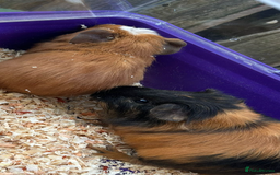 Guinea Pig rodents for sale: Male baby Guineapigs  - Image 12