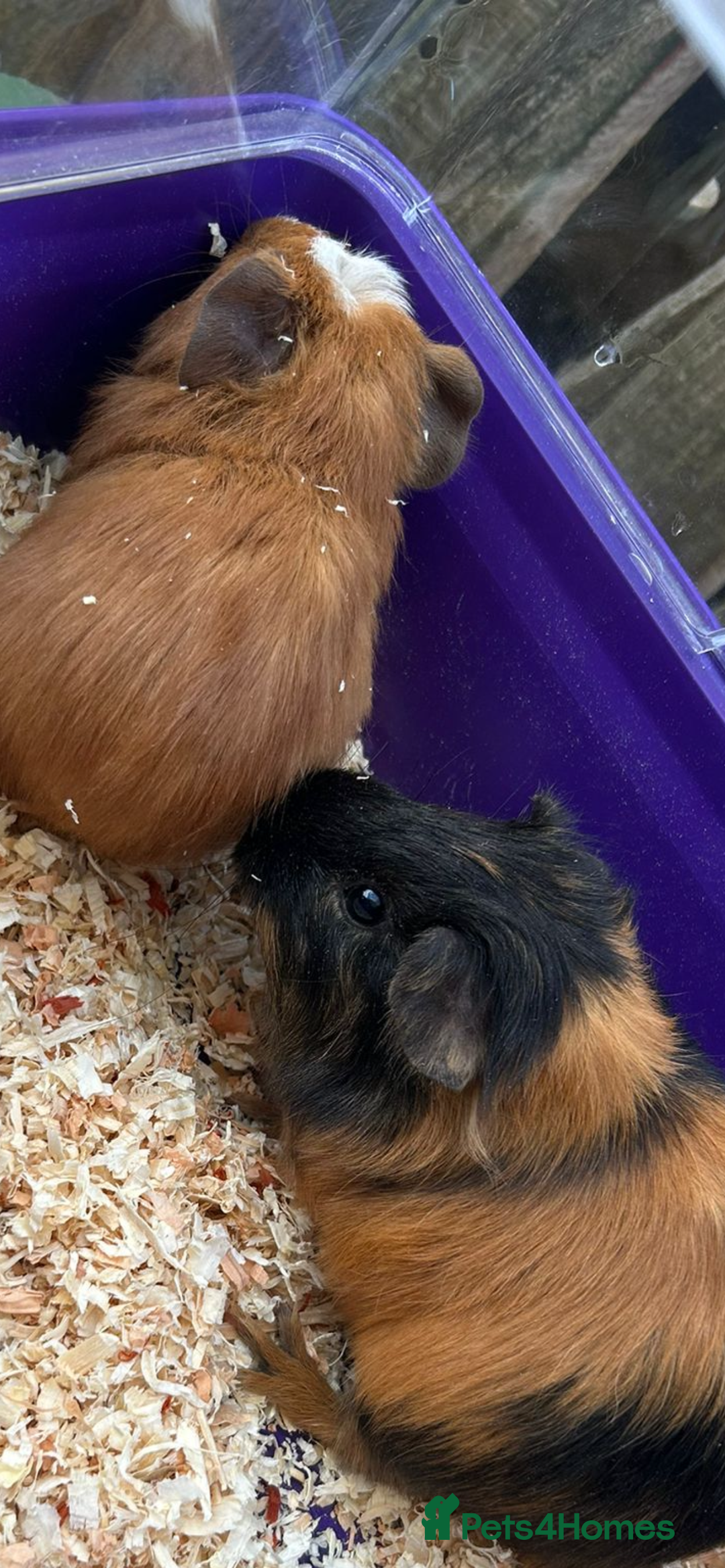 Guinea Pig rodents for sale: Male baby Guineapigs  - Image 12