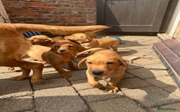 Labrador Retriever dogs for sale: Gorgeous girl - Image 12