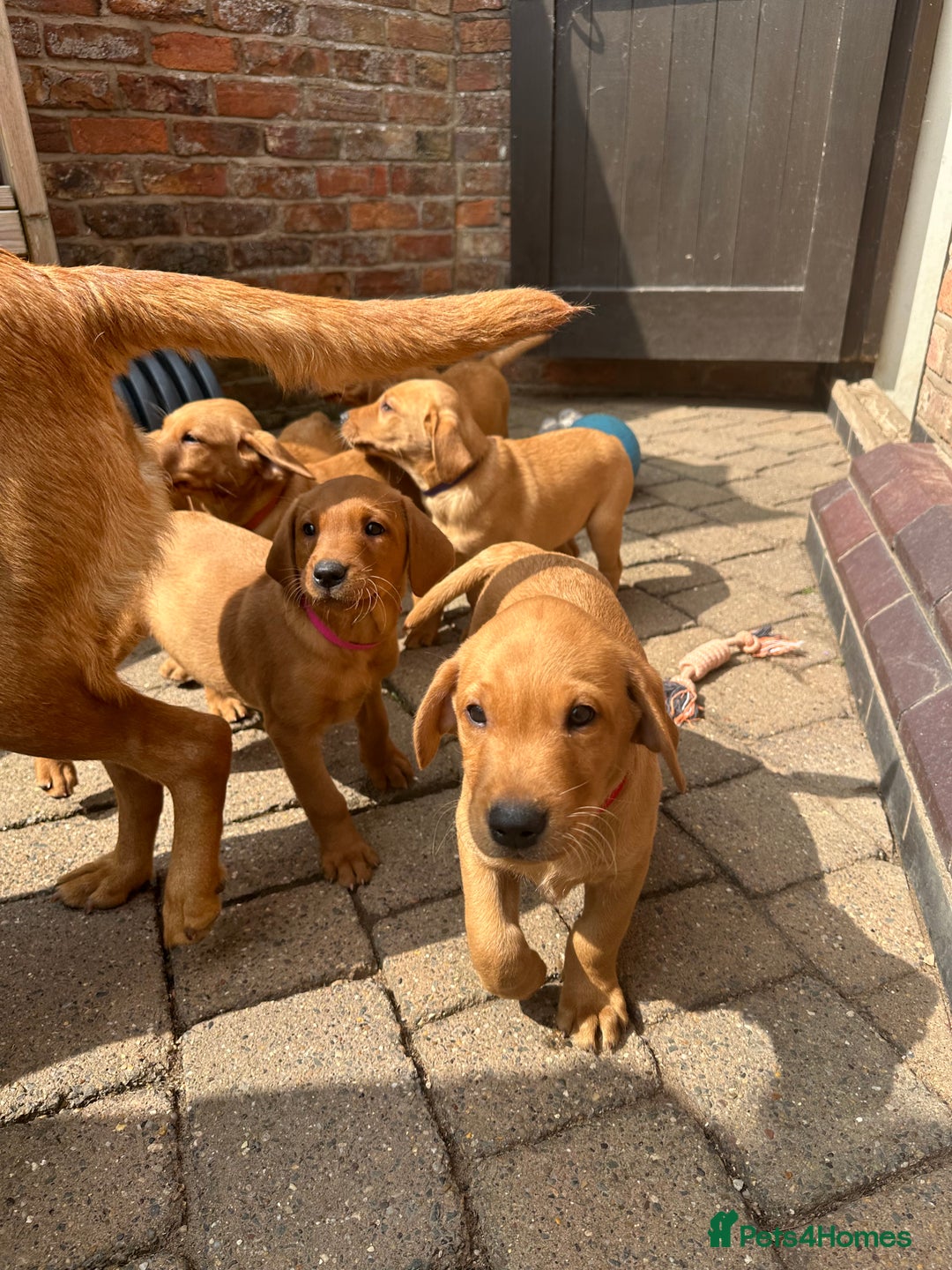 Labrador Retriever dogs for sale: Gorgeous girl - Image 12