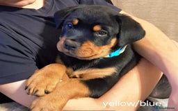 Rottweiler dogs for sale:  Beautiful Chunky Rottweiler puppies  - Image 15