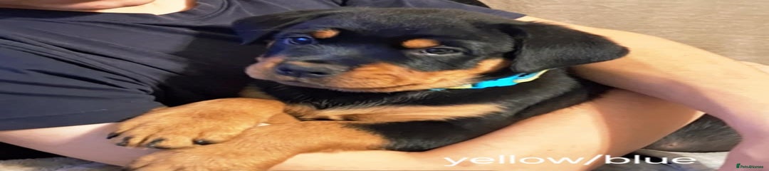Rottweiler Puppy 5