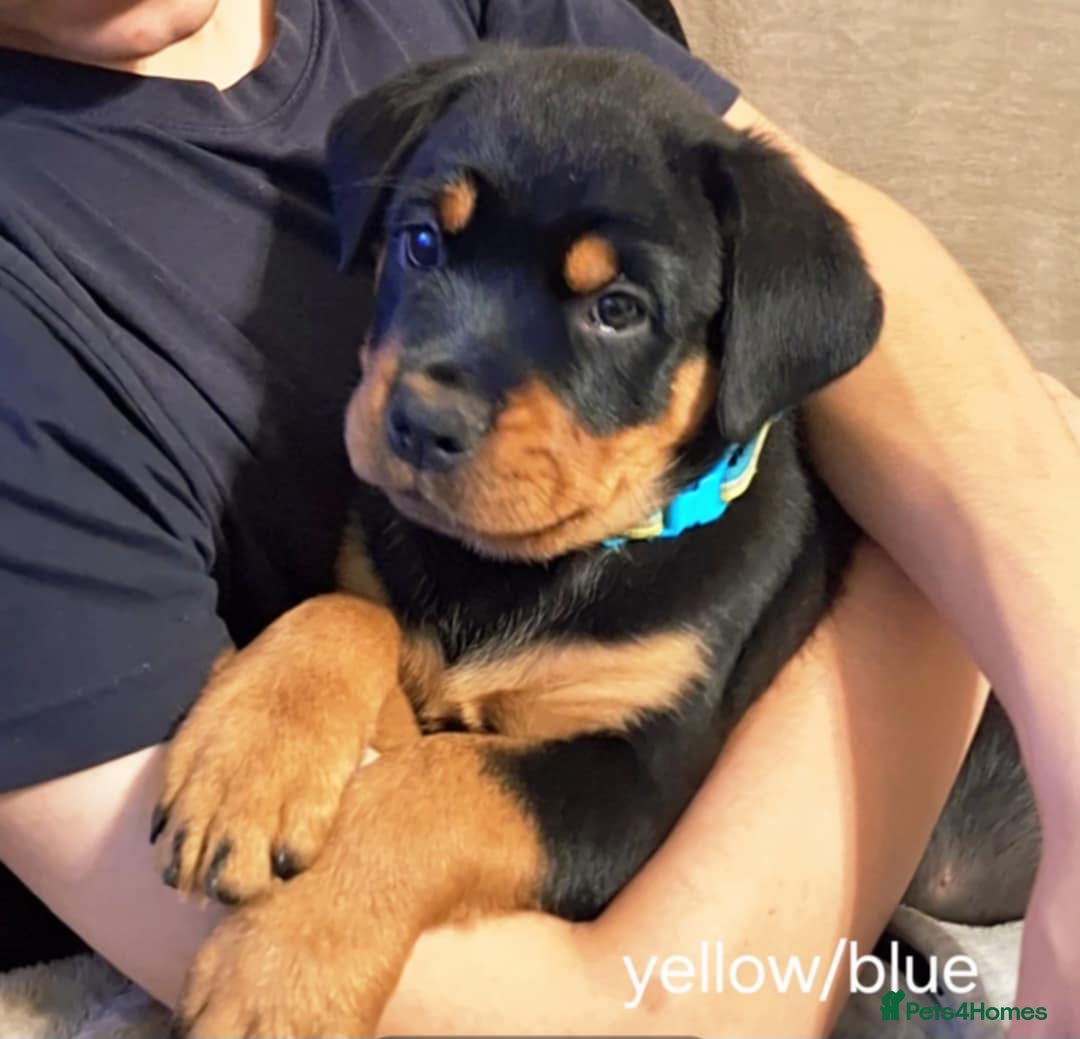 Rottweiler dogs for sale:  Beautiful Chunky Rottweiler puppies  - Image 15