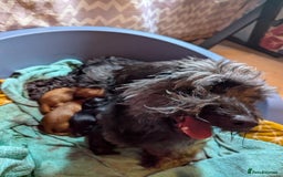 Mixed Breed dogs for sale: 75% Dachshund Cross Puppies - 4 Boys Available - Image 2