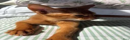 Abyssinian cats for sale: Stunning Abyssinian champion line kittens-last boy - Advert 19