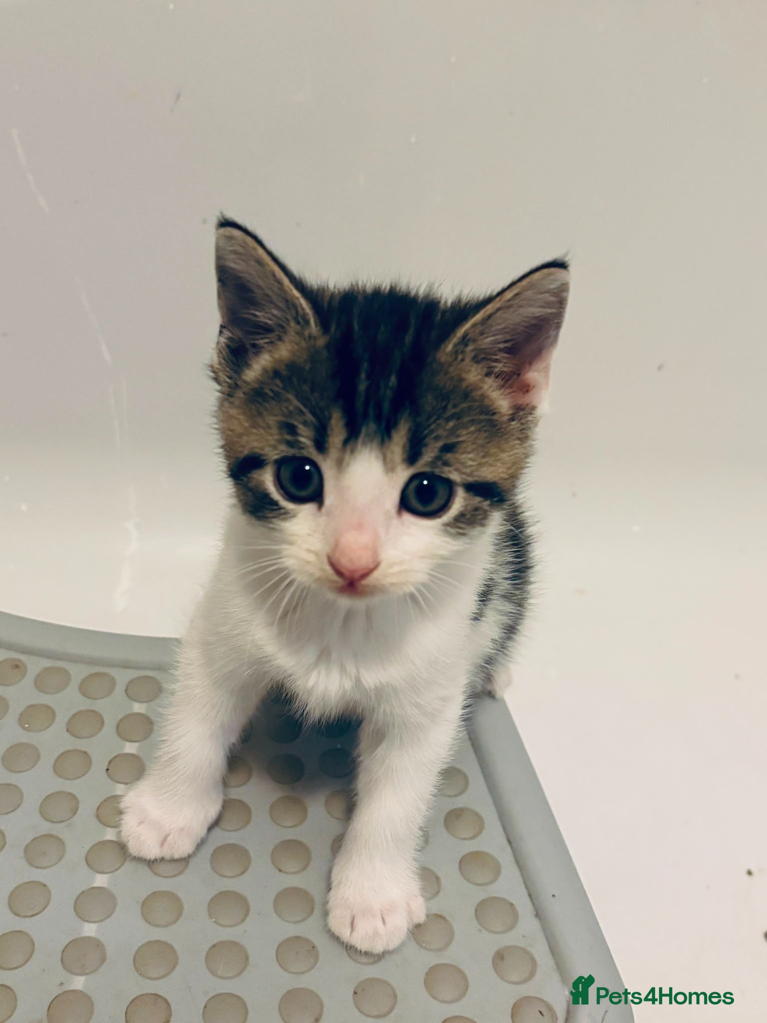 Mixed Breed cats Gorgeous litter of kittens. READY NOW - Advert 2