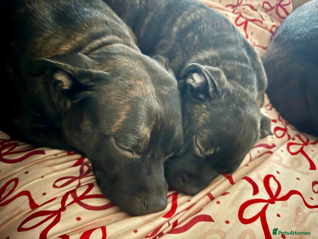 Staffordshire Bull Terrier dogs for sale: Champion bloodlines Kc mother puppy - Advert 9