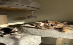 Persian cats for sale: mixed bombay and persian kittens  - Image 25