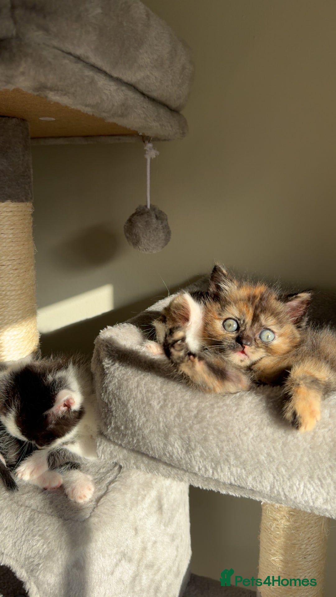 Persian cats for sale: mixed bombay and persian kittens  - Image 25