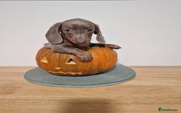 Dachshund dogs for sale: Miniture dachshund puppies  - Image 6