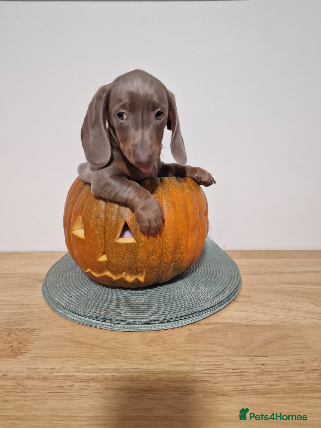Dachshund dogs for sale: Miniture dachshund puppies  - Image 6