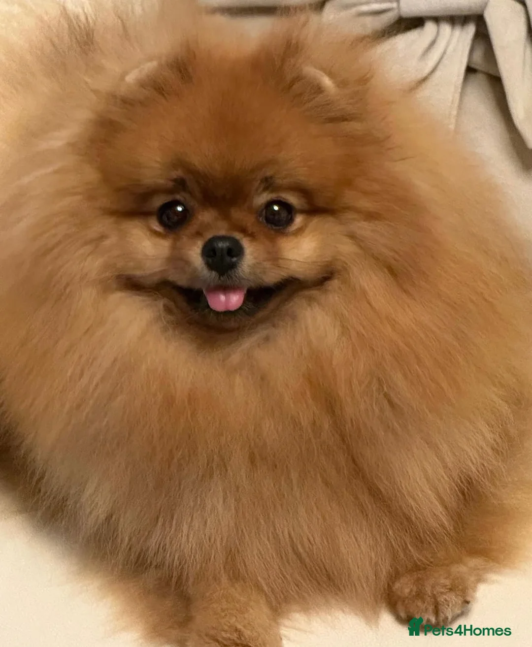 Pomeranian dogs for sale: Beautiful Pomeranian for Sale - Advert 3