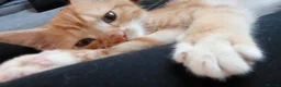 Mixed Breed cats for sale: Ginger and white kittten in Birmingham - Advert 3