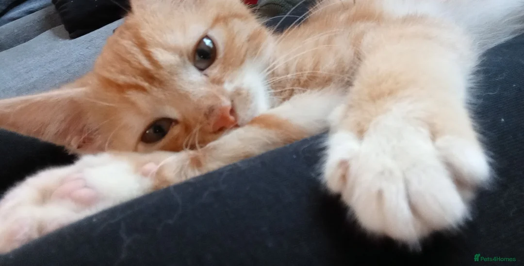 Mixed Breed cats for sale: Ginger and white kittten in Birmingham - Advert 3