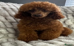 Poodle dogs for stud: KC REG DEEP FOX RED HEALTH TESTED POODLE STUD in Hoddesdon - Image 8