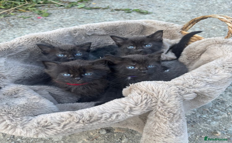 Mixed Breed cats - Advert 3