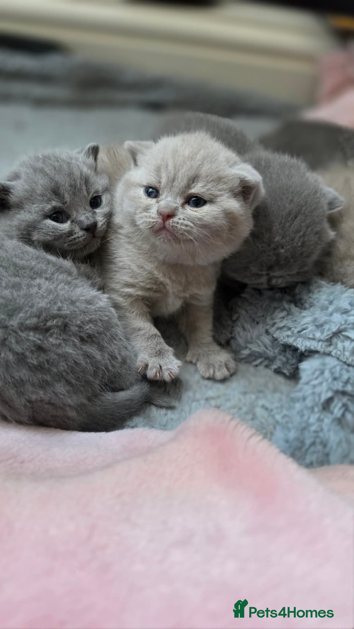British Shorthair cats GCCF Reg British Shorthair Kittens - Advert 10