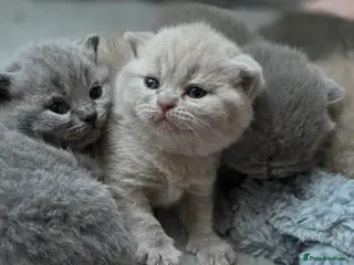 British Shorthair cats GCCF Reg British Shorthair Kittens - Advert 10