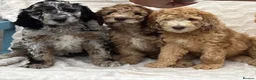 Goldendoodle dogs for sale: medium golden doodles  waiting list expected july  - Advert 2
