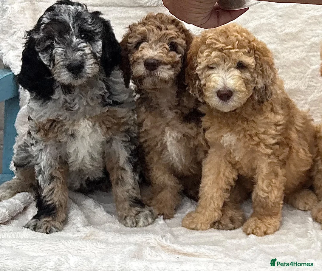 Goldendoodle dogs for sale: medium golden doodles  waiting list expected july  - Advert 2