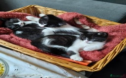 Mixed Breed cats for sale: 3 Gorgeous girls looking for home - Image 5