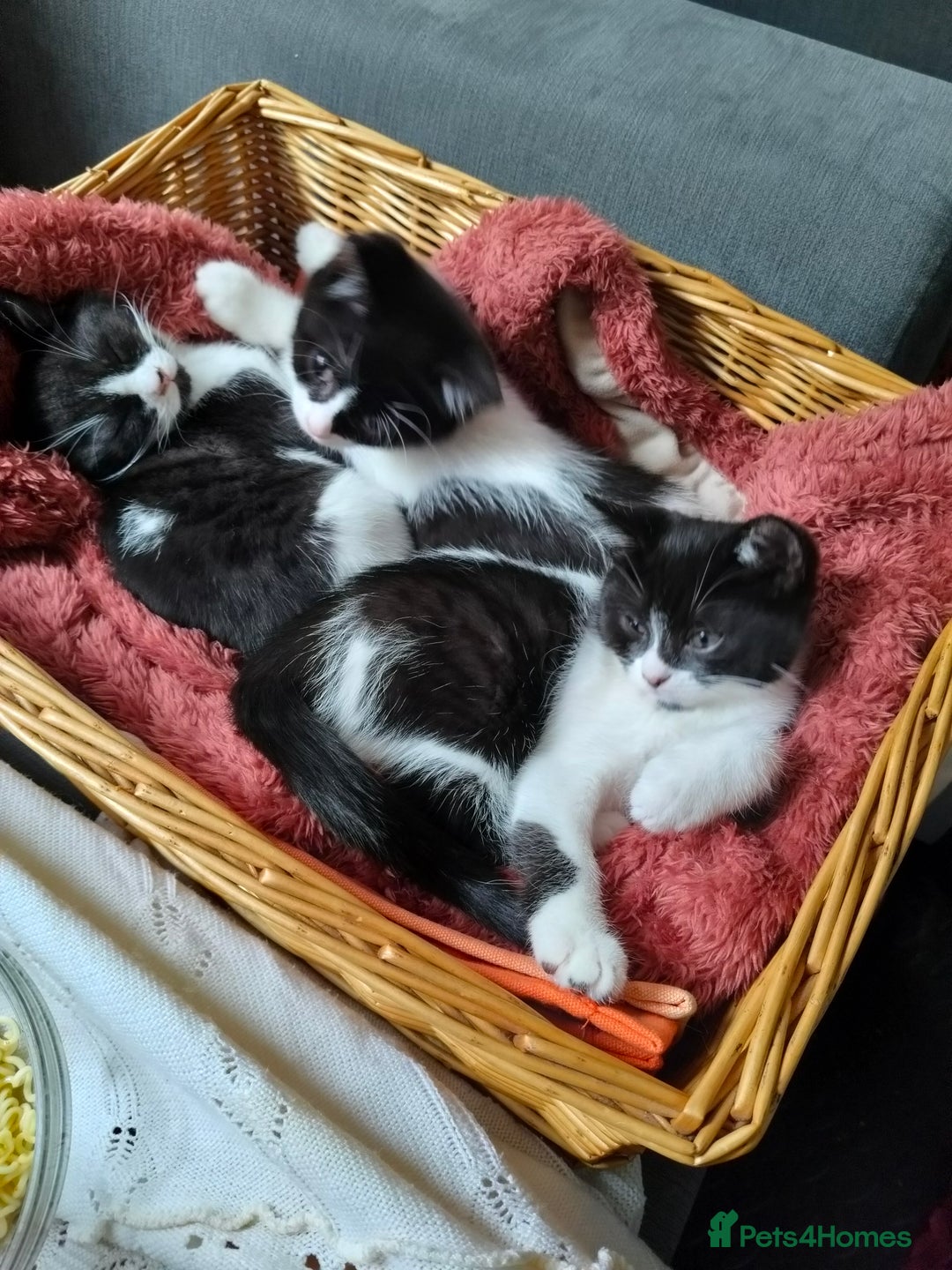 Mixed Breed cats for sale: 3 Gorgeous girls looking for home - Image 5