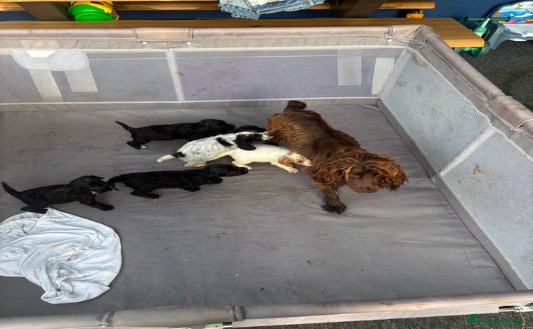 Cocker Spaniel dogs - Advert 1