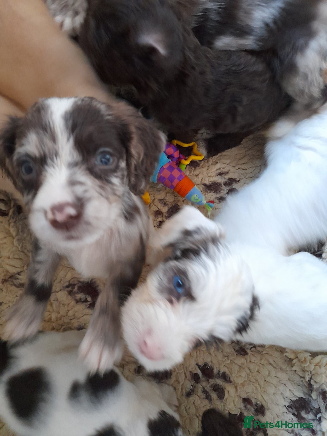 Sprocker dogs for sale: Gorgeous Sprocker x Sproodle pups. - Image 11