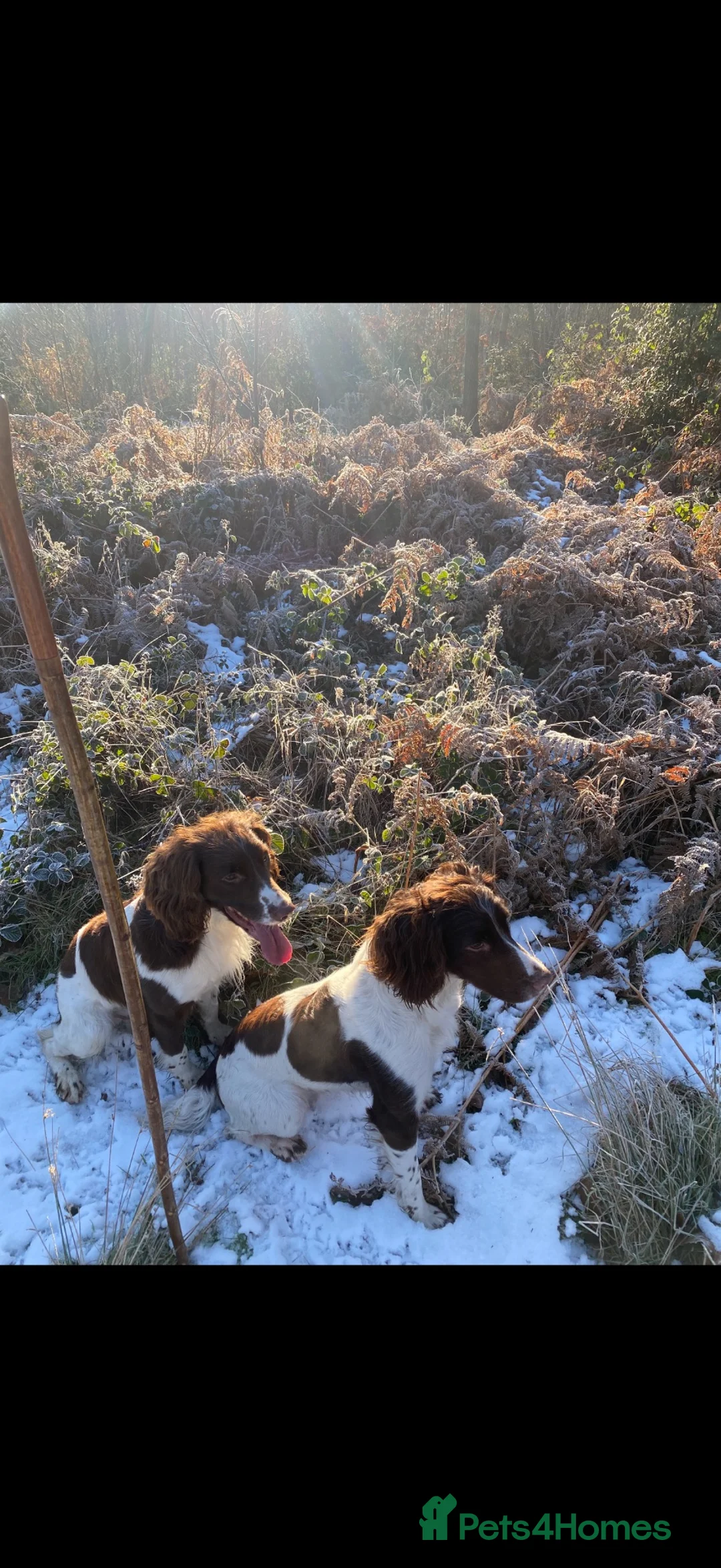English Springer Spaniel dogs for sale: Working springer spaniels - Advert 1