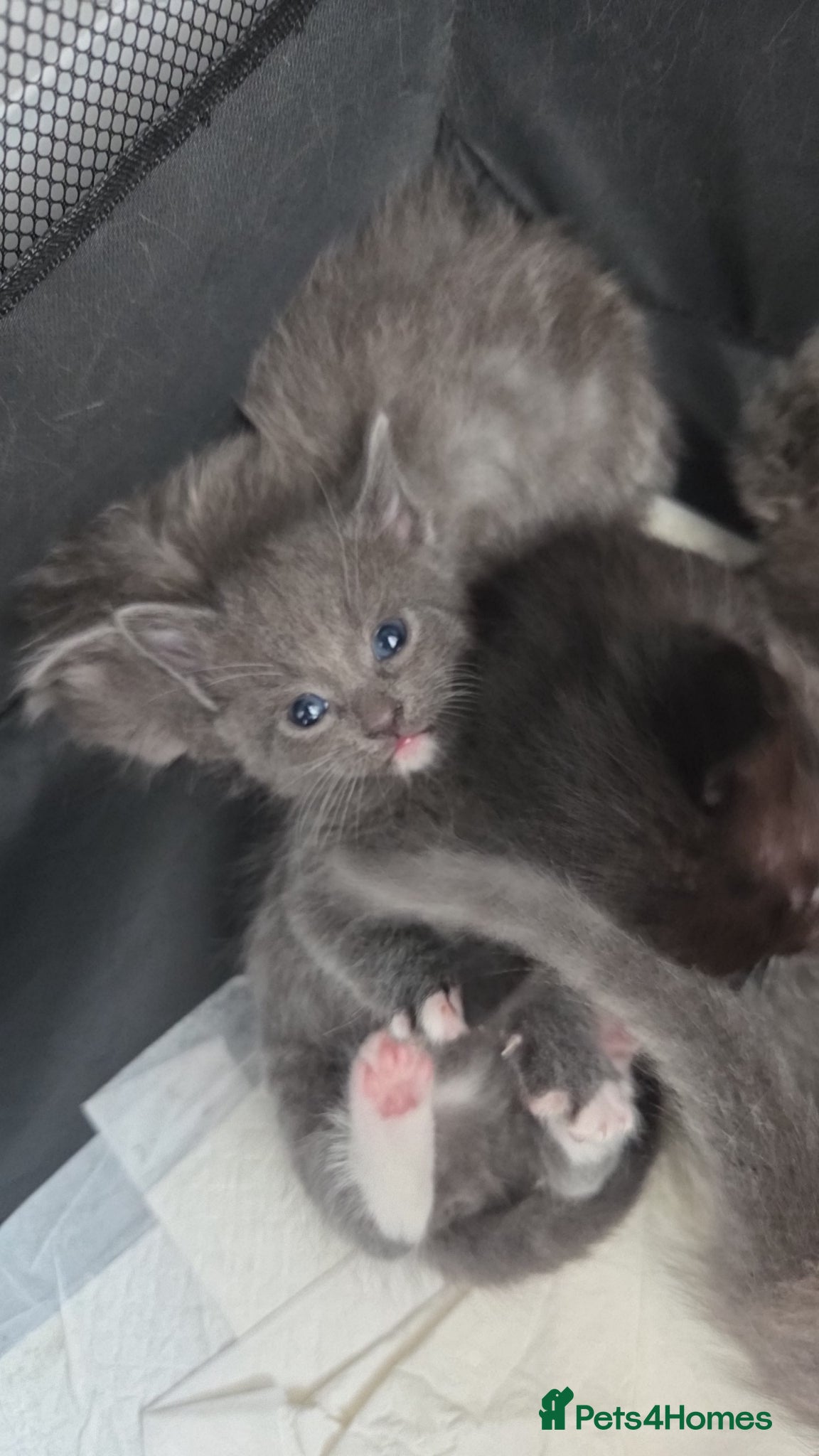 Mixed Breed cats for sale: 4 grey kittens for sale - Advert 15