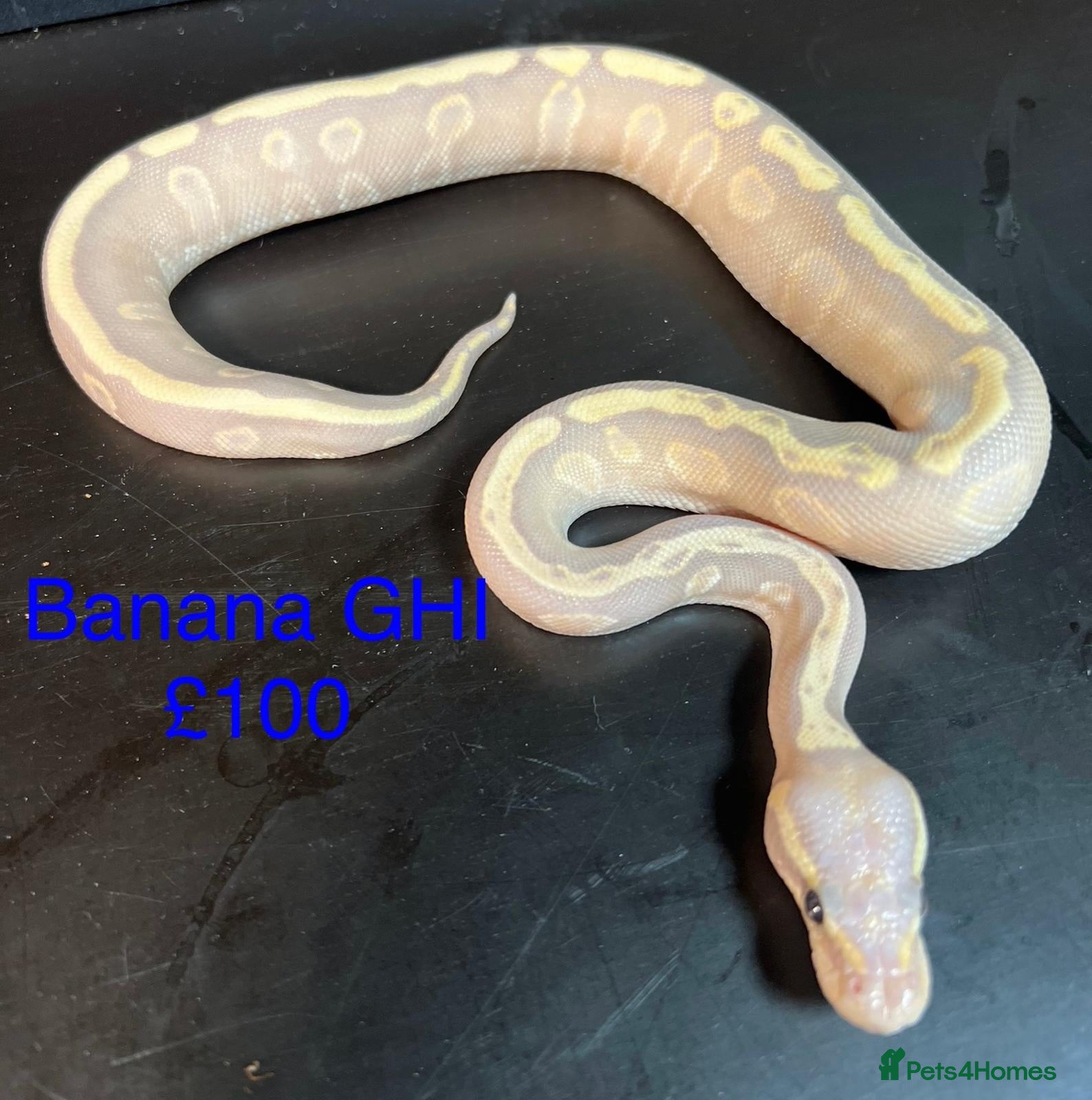 Python Snake reptiles Ball/royal pythons  - Advert 14