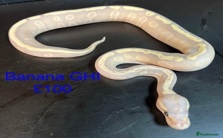 Python Snake reptiles - Advert 2