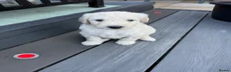 Double Doodle dogs for sale: Beautiful Golden St Bernadoodle Puppies for Sale  - Advert 10