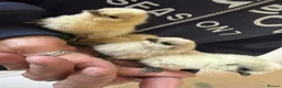 Chickens poultry for sale: Mixed aged chicks - Advert 1