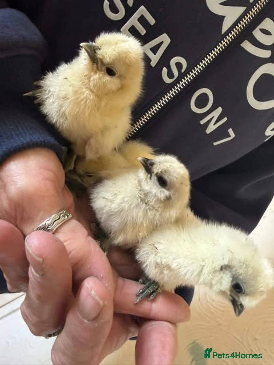Chickens poultry for sale: Mixed aged chicks - Advert 1