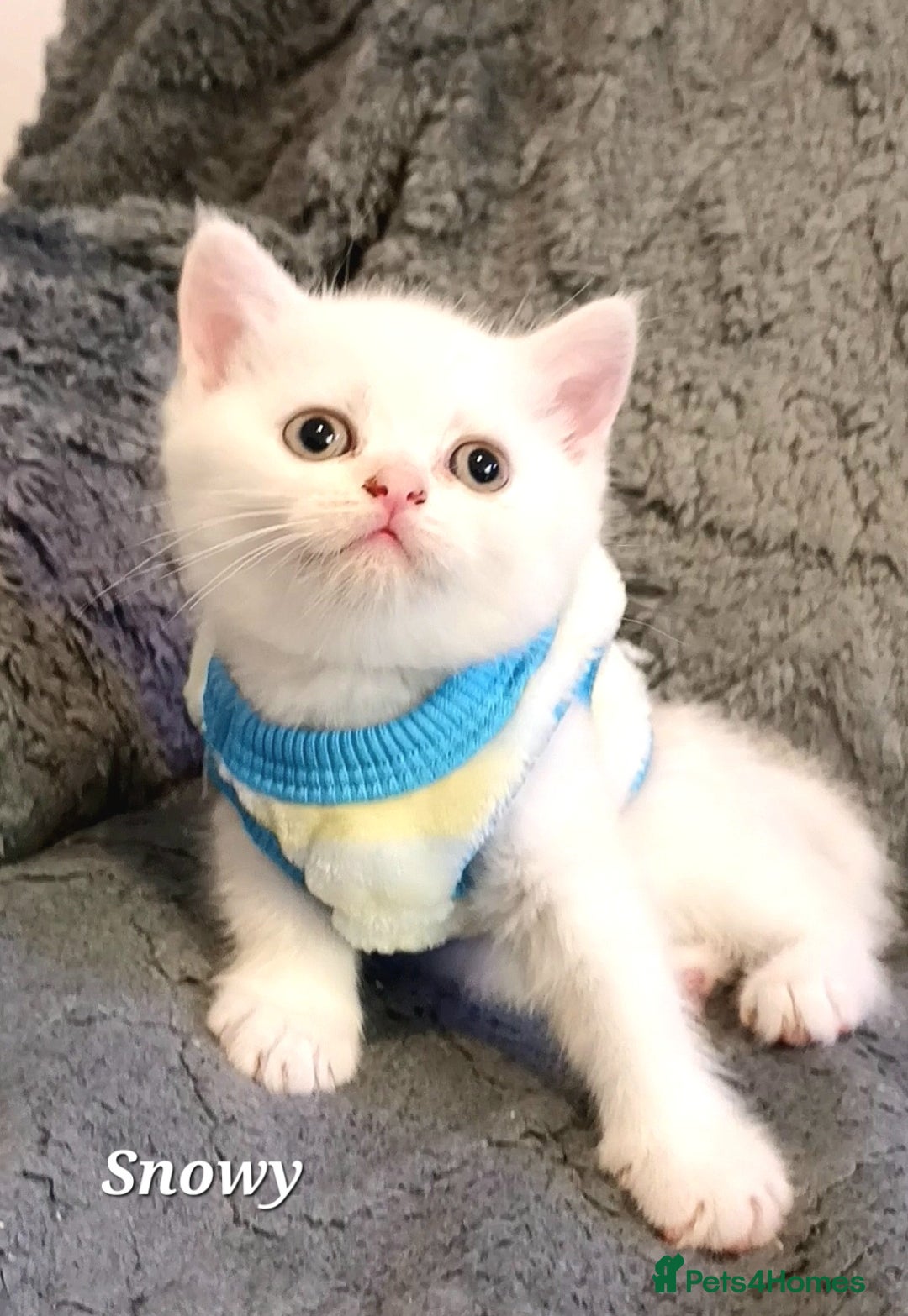 British Shorthair cats for sale: GCCF Snowflake BSH - Advert 23