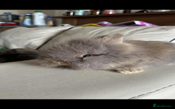 Lionhead rabbits for sale: Beautiful fluffy pure bred lion heads - Image 1