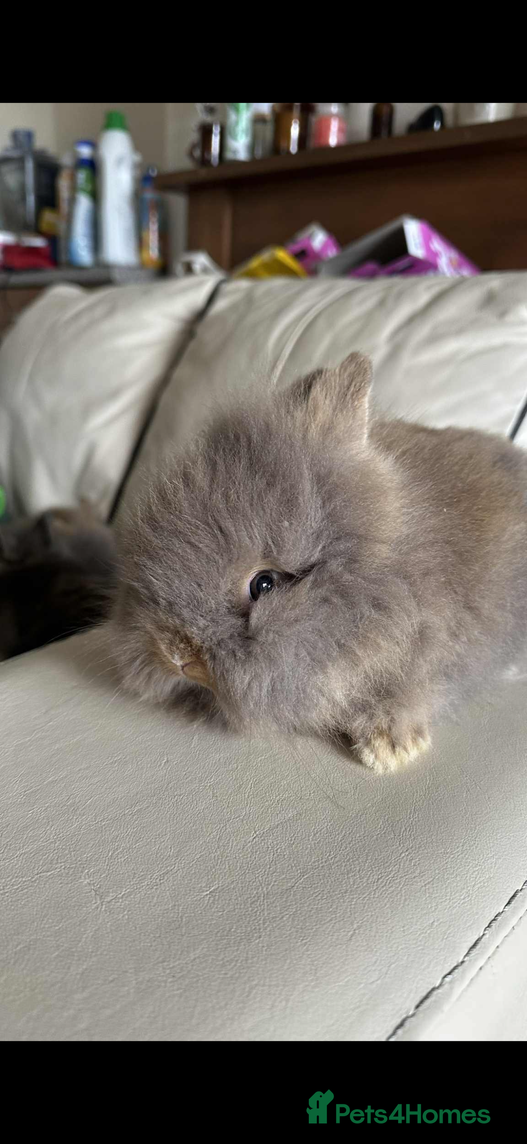 Lionhead rabbits for sale: Beautiful fluffy pure bred lion heads - Image 1