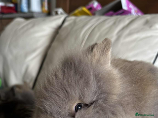 Lionhead rabbits - Advert 6