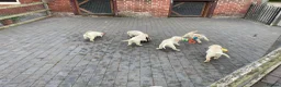 Labrador Retriever dogs for sale: Beautiful Labrador Puppies - Advert 7