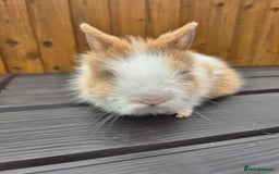 Mini Lion Lop rabbits for sale: 3 Lionlops ready to leave now  - Image 9