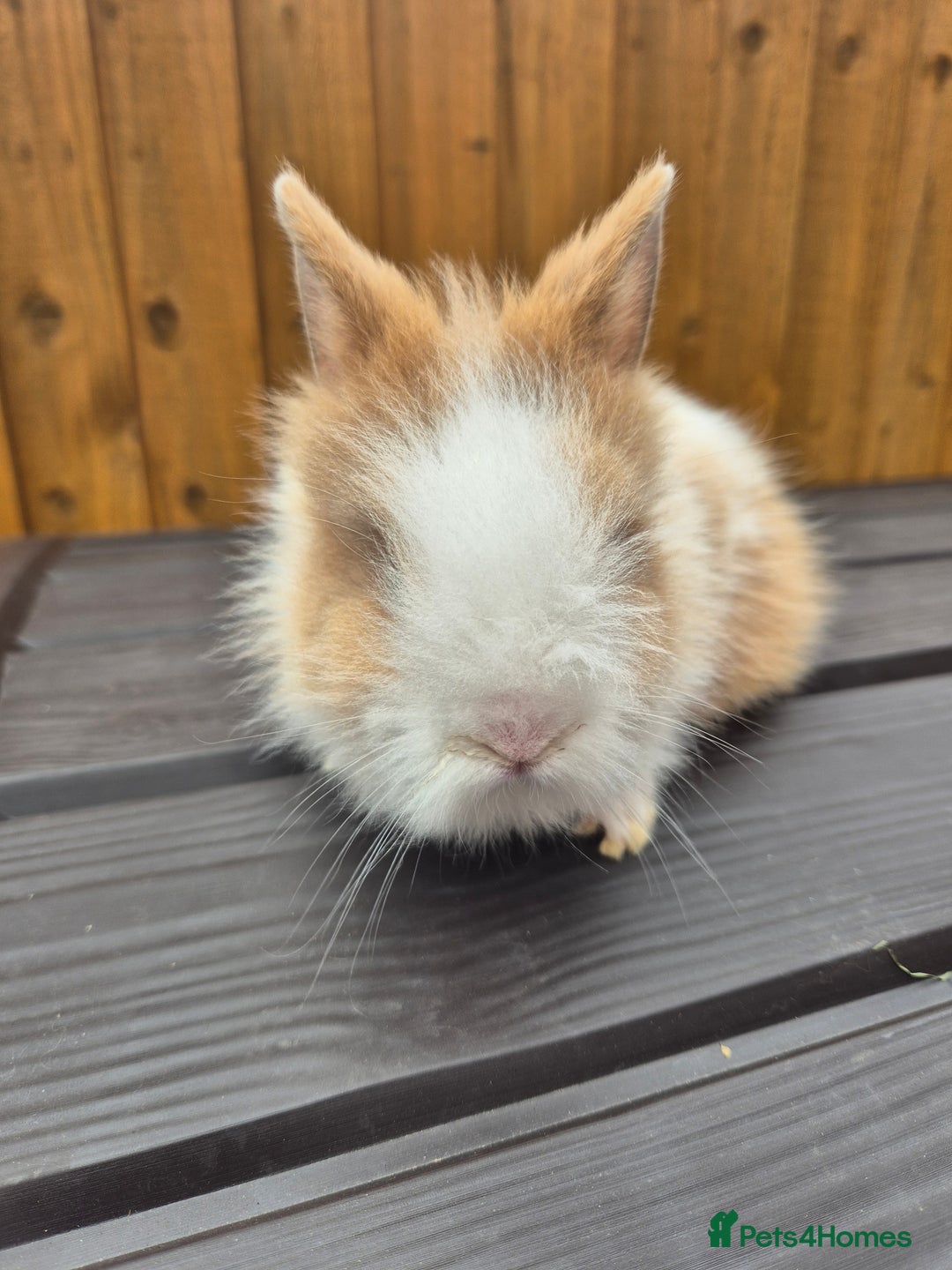 Mini Lion Lop rabbits for sale: 3 Lionlops ready to leave now  - Image 9